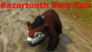 Razortooth Bear Cub - pet - wow dragonflight