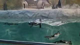 Penguin World At Veermata Jeejabai Zoo, Mumbai