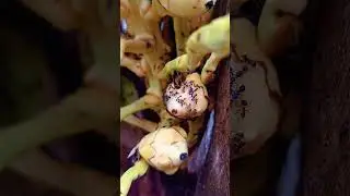 ants on coconut trees #shortfeed #animals
