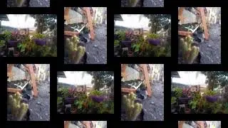 Plants 🌱🌹🌺🌵 #Market #Planting #Love #care #Tutorial #picturial #Recreation #Home #Quarantine #sunday