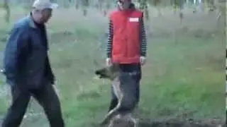 Дрессировка собак.  Dog Training dogsib.ru