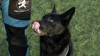 STV News - Dog Trainer's New Year Fireworks Advice