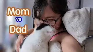 Cat Reaction - Mom vs Dad - Playing | Feeding | Coming Home | Dad was Punched by Cat
