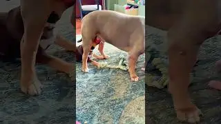 The Interesting Lives of Big Dogs and Little Dogs😂🐶 #funny #dog #pets #dogvideos #biglaughs #like