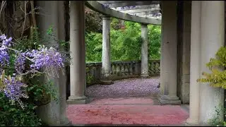 May 14 gardens update: first bloom of 100-year-old Wisteria