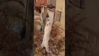#котыприколы #крыса #кот #черепашкининдзя #приколы #shortsclip #shorts