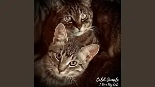 I Love My Cats