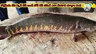 కొర్ర మీను చేప స్కిన్ లెస్ & బోన్ లెస్ కటింగ్ చూద్దాం
