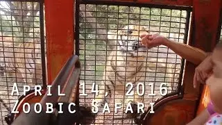 ZOOBIC SAFARI TOUR