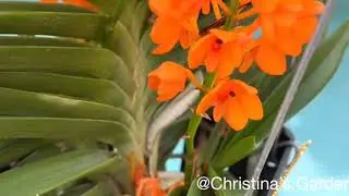Asctm. Miniatum / small Vanda.
