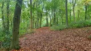 Nut wood at Raywell