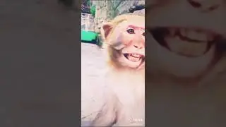 Monkey go Happy New year 🎉🎉🎊❤️💗💗