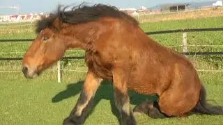 Ardenner Kaltblut 1100kg w&auml;lzt sich im Gras - Draft Horse rolling