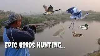 Best dove hunting video | dove hunting tips | dove hunting gear | Mudassar Rasheed