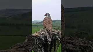 Apollo the kestrel has spotted a red kite above 🦅