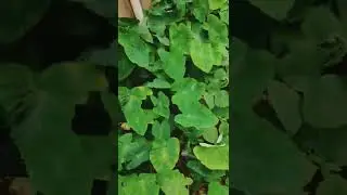 #uniqueshorts dance ,alu leaves dance performance #viral dance😜अळू,Colocasia esculenta,Taro #shorts
