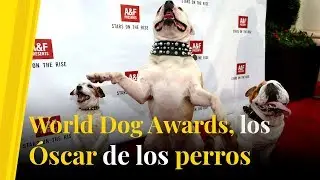 Estos son los premios Oscar de los perros, World Dog Awards