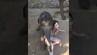 The Day I Was Run Over by a Baby Elephant || ViralHog