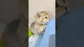 Видео с милыми котиками #shorts #30318