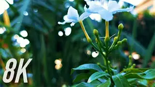Samsung Galaxy Note 20 Ultra Cinematic Video 8K | Zhiyun Smooth XS