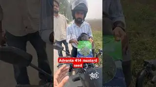 Advanta 414 mustard seed