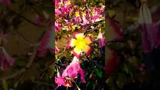 VERY special flowers in China !!! #china #flowers #love #asia #shorts