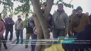 Arbolado urbano