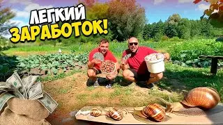 СКОЛЬКО МОЖНО ЗАРАБОТАТЬ СОБИРАЯ УЛИТОК?!