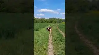 Петарды 