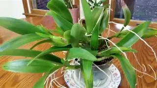 Tutorial and update on my Cattleya.  Fertilizer recipe card for active growth!