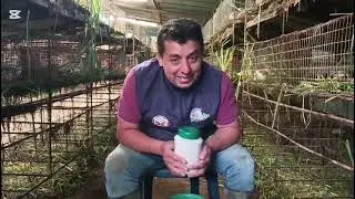 ¿Tus cuyes abortan, crías pequeñas, paren mal? TAL VEZ LES FALTE ESTO