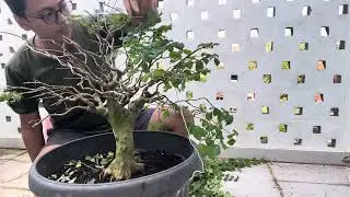 Pruning Crape Myrtle (Lagerstroemia speciosa)