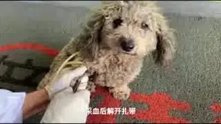 Canine Progesterone Analyzer