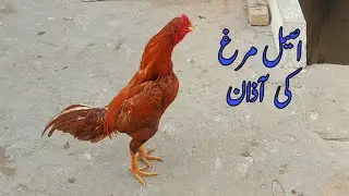 Peela Aseel Murga ki Azan | Aseel Murga Ki Awaz | Aseel Murga ki Bahang 2026