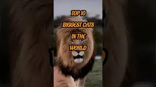 ToP 10 BIGGEST CATS in the WORLD