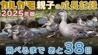 カルガモ親子の成長記録2025年版（第07回） 生後25日目 たっぷり見たいマニアのためのゆったり編集 2025年6月03日 飛べるまであと38日