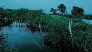 Peaceful Swamp Morning &ndash; Nature Sounds & ASMR for Sleep, Meditation, and Work Focus