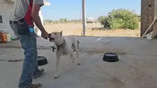 Bullet: Dealing With Protest Behavior