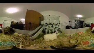 Virtual Reality Guinea pigs! | Cavy Cam June 12th