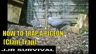HOW TO TRAP A PIGEON IN A CLAM TRAP