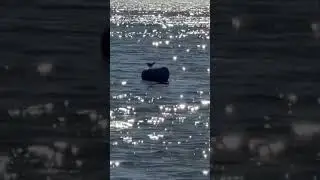Lone seagull chillin on a buoy