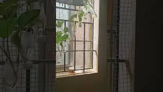 today morning 2.6.2024 pappu🐿️😍#pets #animals #love