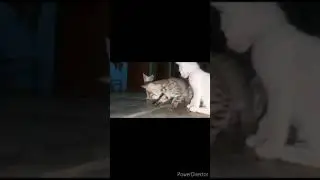 Curious kittens | kittens playing with cockroach | 🐈🐈🐈 #Shorts #Cat