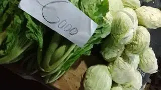 harga sayur sawi manis , sawi pahit cuma 5000 sekilo pasar induk