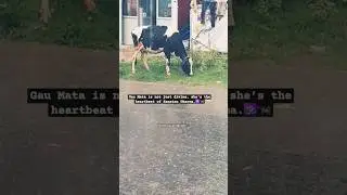 Gau Mata is not just divine, she&rsquo;s the heartbeat of Sanatan Dharma.🕉️🐄#gaumata #narayan #krishna #fy
