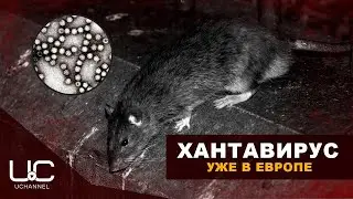 ХАНТАВИРУС: В ЕВРОПЕ ВЫЯВИЛИ ПЕРВЫЙ СЛУЧАЙ | HANTAVIRUS