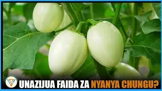 FAIDA 15 ZA NYANYA CHUNGU KWA AFYA NA LISHE