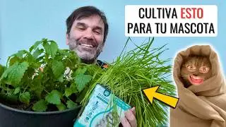 CULTIVA HIERBA GATERA: cómo cultivar catnip y wheat-grass de forma fácil y segura || en20metros