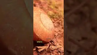 Snail Shells: A Closer Look at These Amazing Structures