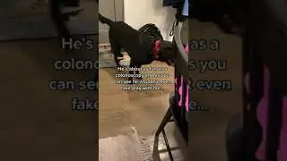 King Clarence the talking Labrador HATES family &ldquo;party&rsquo;s&rdquo;?! 😳